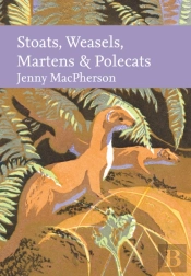 Stoats, Weasels, Martens And Polecats