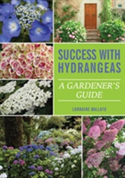 Success With Hydrangeas
