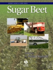 Sugar Beet