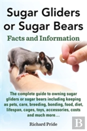 Sugar Glider Or Sugar Bear