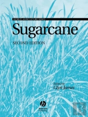 Sugarcane
