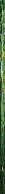 Summer Of Elves Volume 1