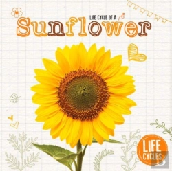 Bertrand.pt - Sunflower