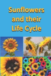 Sunflowers And Their Life Cycle
