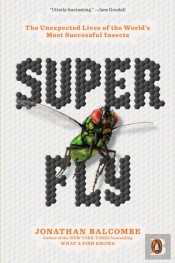Super Fly