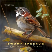 Swamp Sparrow And Limpid Brook Spring