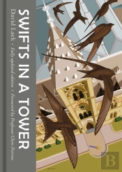 Swifts In A Tower