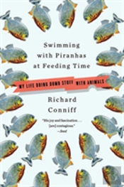 Swimming With Piranhas At Feeding Time