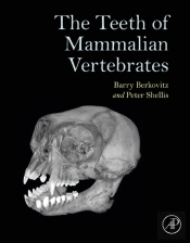 Teeth Of Mammalian Vertebrates