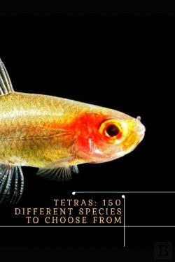Bertrand.pt - Tetras
