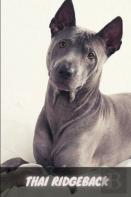 Thai Ridgeback