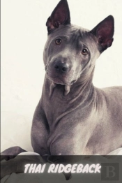 Thai Ridgeback