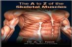 The A To Z Of Skeletal Muscles