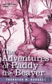 The Adventures Of Paddy The Beaver