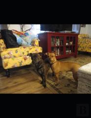 The Adventures Of Paris And Mercury. Puppies' Series Book 2