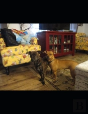 The Adventures Of Paris And Mercury. Puppies' Series Book 2