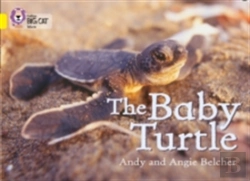 Bertrand.pt - The Baby Turtle
