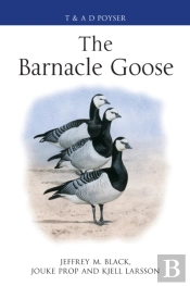 The Barnacle Goose