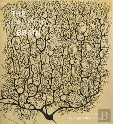 The Beautiful Brain