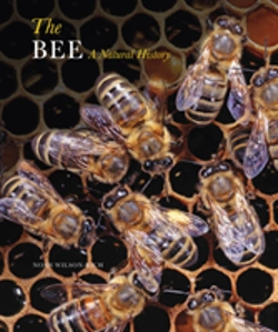 Bertrand.pt - The Bee