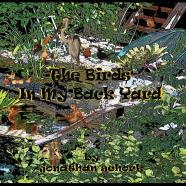 The Birds In My Back Yard