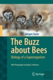 The Buzz About Bees