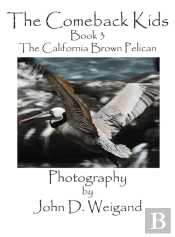 The Comeback Kids, Book 3, The California Brown Pelican
