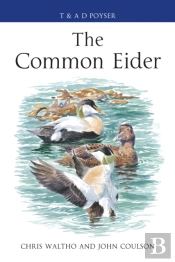 The Common Eider