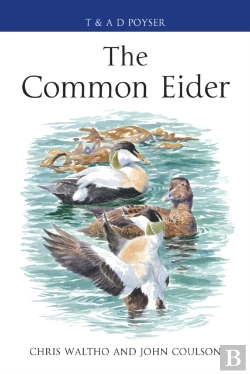 Bertrand.pt - The Common Eider