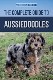 The Complete Guide To Aussiedoodles