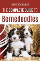 The Complete Guide To Bernedoodles