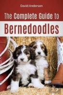 The Complete Guide To Bernedoodles
