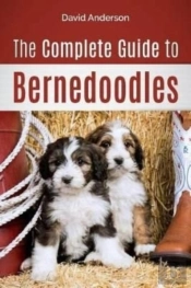 The Complete Guide To Bernedoodles