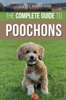 The Complete Guide To Poochons