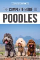 The Complete Guide To Poodles
