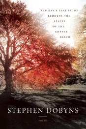 The Day'S Last Light Reddens The Leaves Of The Copper Beech
