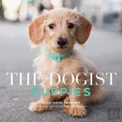 Bertrand.pt - The Dogist Puppies