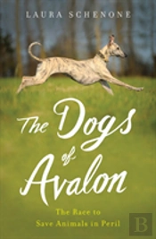 The Dogs Of Avalon
