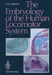 The Embryology Of The Human Locomotor System