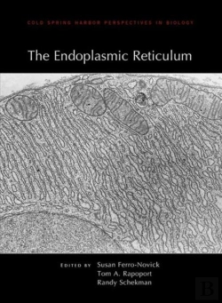 Bertrand.pt - The Endoplasmic Reticulum