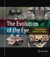 The Evolution Of The Eye
