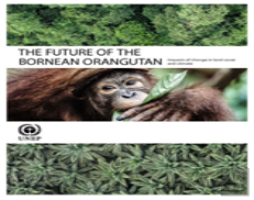 The Future Of The Bornean Orangutan