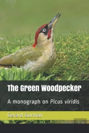 The Green Woodpecker