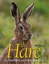 The Hare