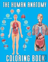 The Human Anatomy