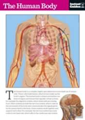 The Human Body