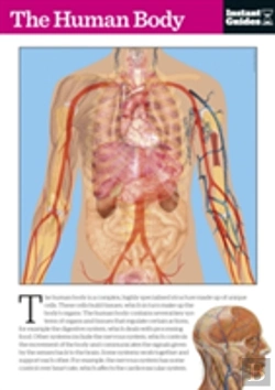 Bertrand.pt - The Human Body