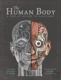 The Human Body