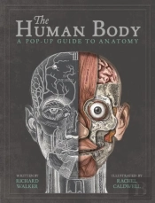The Human Body
