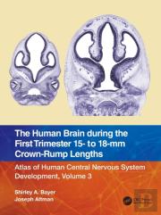 The Human Brain During The First Trimester 15- To 18-Mm Crown-Rump Lengths